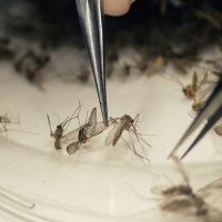 Aedes aegypti é o transmissor das três doenças (Foto: Divulgação / Prefeitura de Ipatinga)