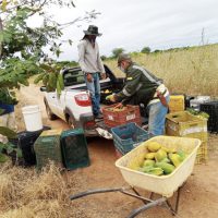 agricultores-no-campo