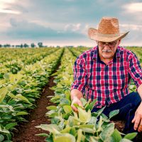 Farmer checking crop in a soybean field . Agricultural concept