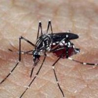 aedes_dengue_0