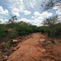 caatinga