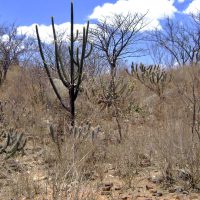 caatinga-arbustiva-blog