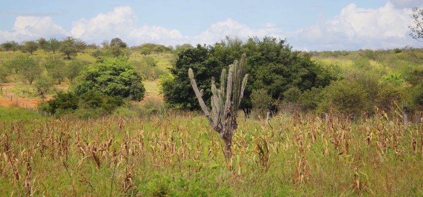 5-agricultores-familiares-plantam-milho-em-meio-a-caatinga-na-reserva-tatu-bola-_-foto_-adriano-alves