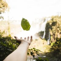 falling-leaf-with-blurred-background-1