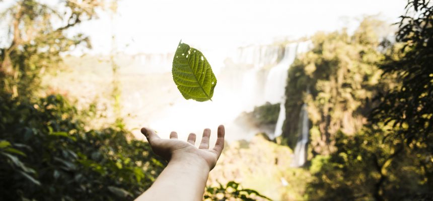 falling-leaf-with-blurred-background-1